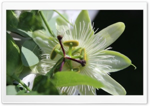 Passion Flower Ultra HD Wallpaper for 4K UHD Widescreen Desktop, Lockscreen, Screensaver, TV, Tablet, Smartphone