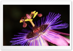 Passion flower Passiflora Macro 4K UHD Wallpaper for Widescreen and UltraWide Desktop, UltraHD TV, Smartphone, Tablet