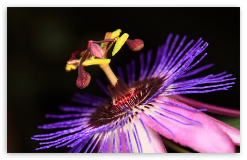Passion flower Passiflora Macro UltraHD Wallpaper for UHD 16:9 ; HD 16:9 ; UltraWide 21:9 24:10 ; Widescreen 16:10 5:3 ; Fullscreen 4:3 5:4 3:2 ; Tablet 1:1 ; Mobile 9:16 10:16 ;