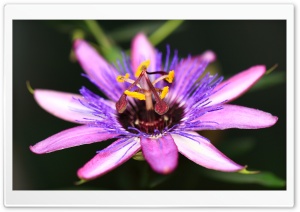 Passion Flower Vine Plant Macro 4K UHD Wallpaper for Widescreen and UltraWide Desktop, UltraHD TV, Smartphone, Tablet