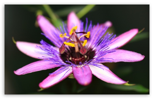 Passion Flower Vine Plant Macro UltraHD Wallpaper for HD 16:9 ; UltraWide 21:9 24:10 ; Widescreen 16:10 5:3 ; Fullscreen 4:3 5:4 3:2 ; Tablet 1:1 ;