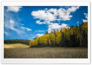 Pasture, Forest, Blue Sky Ultra HD Wallpaper for 4K UHD Widescreen desktop, tablet & smartphone