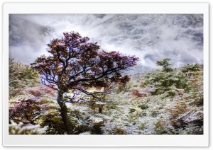 Patagonia Tree Ultra HD Wallpaper for 4K UHD Widescreen desktop, tablet & smartphone