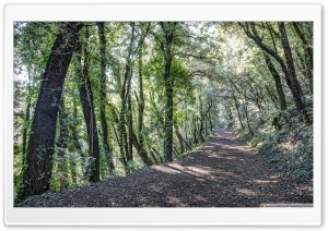Path Between Trees Santa Pau, Catalonia Ultra HD Wallpaper for 4K UHD Widescreen desktop, tablet & smartphone