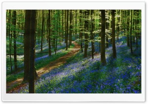 Path Forest, Bluebells, Spring Ultra HD Wallpaper for 4K UHD Widescreen desktop, tablet & smartphone