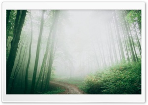 Path, Forest, Trees, Fog Ultra HD Wallpaper for 4K UHD Widescreen desktop, tablet & smartphone