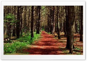Path in the Forest Ultra HD Wallpaper for 4K UHD Widescreen desktop, tablet & smartphone