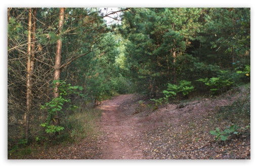 Path in the woods UltraHD Wallpaper for UHD 16:9 ; HD 16:9 ; Widescreen 16:10 5:3 ;