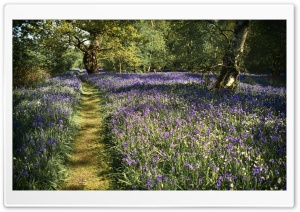 Path, Spring Bluebells Flowers, Beautiful Forest Ultra HD Wallpaper for 4K UHD Widescreen desktop, tablet & smartphone