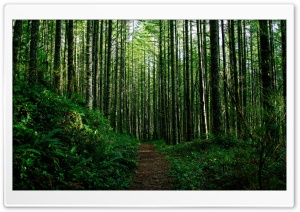 Path Through the Forest Ultra HD Wallpaper for 4K UHD Widescreen desktop, tablet & smartphone