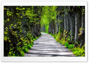 Path Through the Trees, Spring 4K UHD Wallpaper for Widescreen and UltraWide Desktop, UltraHD TV, Smartphone, Tablet