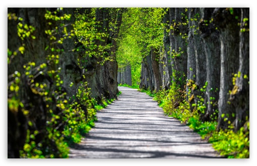 Path Through the Trees, Spring UltraHD Wallpaper for UHD 16:9 ; HD 16:9 ; UltraWide 21:9 24:10 32:9 32:10 ; Widescreen 16:10 ; Tablet 1:1 ; Mobile 9:16 9:19.5 9:20 9:21 9:22 ; Dual 16:10 16:9 ;