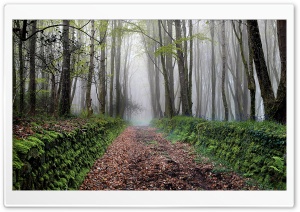 Path, Trees, Forest, Fog, Spring Ultra HD Wallpaper for 4K UHD Widescreen desktop, tablet & smartphone