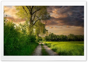 Pathway, Green Grassy Field, Trees, Nature Ultra HD Wallpaper for 4K UHD Widescreen Desktop, Lockscreen, Screensaver, TV, Tablet, Smartphone