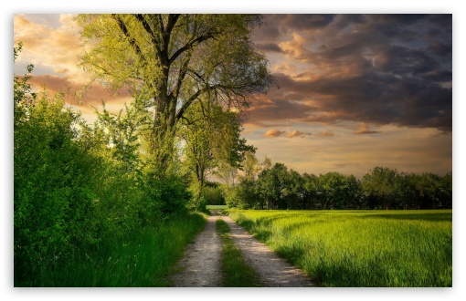 Pathway, Green Grassy Field, Trees, Nature UltraHD Wallpaper for HD 16:9 ; UltraWide 21:9 24:10 ; Widescreen 16:10 5:3 ; Fullscreen 4:3 5:4 3:2 ; Tablet 1:1 ; Mobile 9:16 9:19.5 9:20 10:16 2:3 3:5 3:4 ;