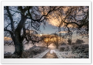 Pathway, Leafless Trees, Winter Ultra HD Wallpaper for 4K UHD Widescreen Desktop, Lockscreen, Screensaver, TV, Tablet, Smartphone