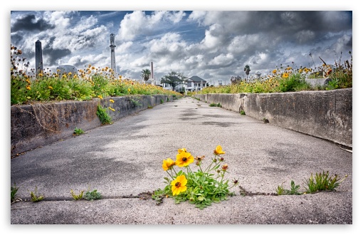 Pathway to Heaven UltraHD Wallpaper for HD 16:9 ; Widescreen 16:10 5:3 ; Fullscreen 4:3 5:4 3:2 ; Tablet 1:1 ; Mobile 3:5 3:4 ;