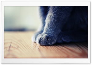 Paws 4K UHD Wallpaper for Widescreen and UltraWide Desktop, UltraHD TV, Smartphone, Tablet