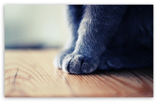 Paws UltraHD Wallpaper for Widescreen 16:10 ;
