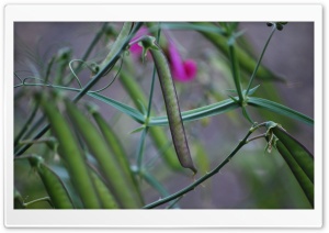 Pea Pods Ultra HD Wallpaper for 4K UHD Widescreen desktop, tablet & smartphone