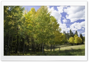 Peaceful, Aspen Trees Ultra HD Wallpaper for 4K UHD Widescreen desktop, tablet & smartphone