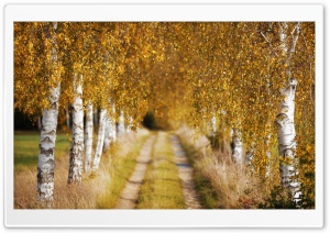 Peaceful Autumn Pathway Scene 4K UHD Wallpaper for Widescreen and UltraWide Desktop, UltraHD TV, Smartphone, Tablet