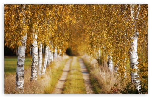 Peaceful Autumn Pathway Scene UltraHD Wallpaper for UHD 16:9 ; HD 16:9 ; UltraWide 21:9 24:10 ; Widescreen 16:10 5:3 ; Fullscreen 4:3 5:4 3:2 ; Tablet 1:1 ; Mobile 9:16 10:16 ;