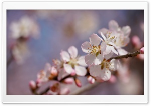 Peach Blossom 5K Ultra HD Wallpaper for 4K UHD Widescreen desktop, tablet & smartphone