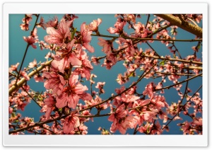 Peach Blossoms Ultra HD Wallpaper for 4K UHD Widescreen desktop, tablet & smartphone