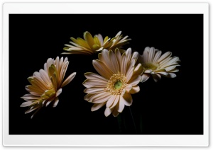 Peach Colored Gerbera Daisy 4K UHD Wallpaper for Widescreen and UltraWide Desktop, UltraHD TV, Smartphone, Tablet