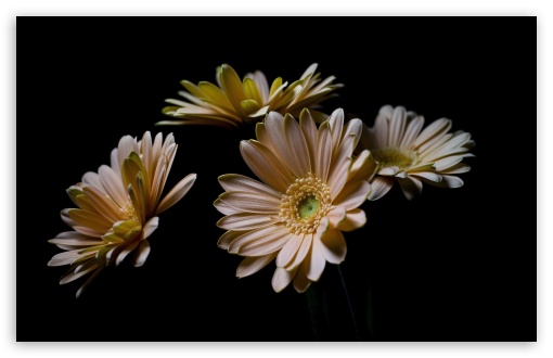 Peach Colored Gerbera Daisy 4K UHD Wallpaper for Widescreen and UltraWide Desktop, UltraHD TV, Smartphone, Tablet Peach Colored Gerbera Daisy UltraHD Wallpaper for UHD 16:9 ; HD 16:9 ; UltraWide 21:9 24:10 32:9 32:10 ; Widescreen 16:10 5:3 ; Fullscreen 4:3 5:4 3:2 ; Tablet 1:1 ; Mobile 9:16 9:19.5 9:20 9:21 9:22 10:16 2:3 3:5 3:4 ; Dual 16:10 5:3 16:9 4:3 5:4 3:2 ;