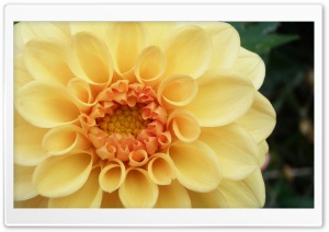 Peach Dahlia Ultra HD Wallpaper for 4K UHD Widescreen desktop, tablet & smartphone