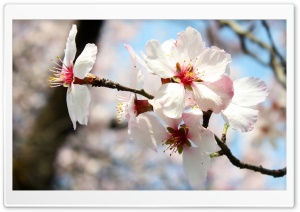Peach Flower Ultra HD Wallpaper for 4K UHD Widescreen desktop, tablet & smartphone