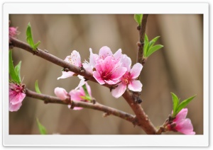 Peach Flowers Ultra HD Wallpaper for 4K UHD Widescreen desktop, tablet & smartphone