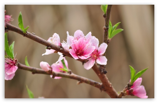 Peach Flowers UltraHD Wallpaper for HD 16:9 ; Widescreen 16:10 5:3 ; Fullscreen 4:3 5:4 3:2 ; Tablet 1:1 ; Mobile 3:5 3:4 ;