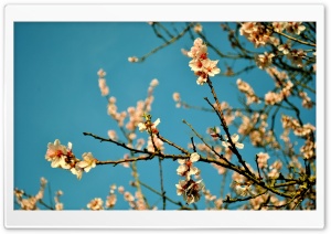 Peach Flowers, Spring Ultra HD Wallpaper for 4K UHD Widescreen desktop, tablet & smartphone