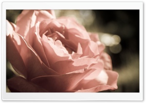 Peach Rose Ultra HD Wallpaper for 4K UHD Widescreen desktop, tablet & smartphone
