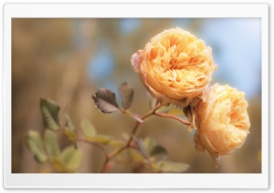 Peach Roses Ultra HD Wallpaper for 4K UHD Widescreen desktop, tablet & smartphone