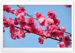 Peach Tree In Bloom, Tokyo Ultra HD Wallpaper for 4K UHD Widescreen desktop, tablet & smartphone