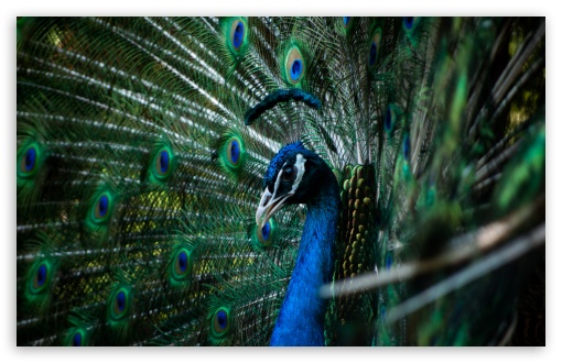 47 HD Peacock Desktop Wallpaper  WallpaperSafari