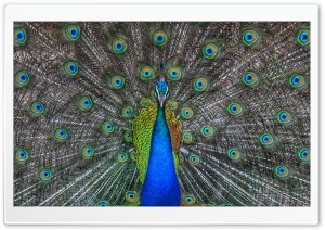 Peacock Ultra HD Wallpaper for 4K UHD Widescreen desktop, tablet & smartphone
