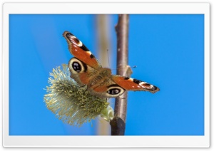Peacock Butterfly Tagpfauenauge Ultra HD Wallpaper for 4K UHD Widescreen desktop, tablet & smartphone