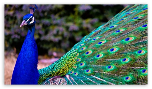 Peacock Feathers - Pavlin Perya UltraHD Wallpaper for UltraWide 21:9 ; 8K UHD TV 16:9 Ultra High Definition 2160p 1440p 1080p 900p 720p ; Mobile 16:9 - 2160p 1440p 1080p 900p 720p ;