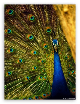 Peacock-PhaniPhotography UltraHD Wallpaper for Mobile 9:16 2:3 3:5 3:4 ;