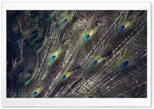 Peacock Wings Ultra HD Wallpaper for 4K UHD Widescreen desktop, tablet & smartphone