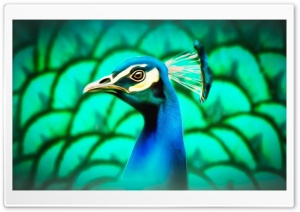 Peafowl Painting Ultra HD Wallpaper for 4K UHD Widescreen desktop, tablet & smartphone