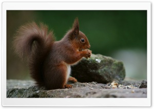 Peanut, Squirrel, Wildlife, Fluffy, Rodent, Rock, Bushy Tail, Eating 4K UHD Wallpaper for Widescreen and UltraWide Desktop, UltraHD TV, Smartphone, Tablet