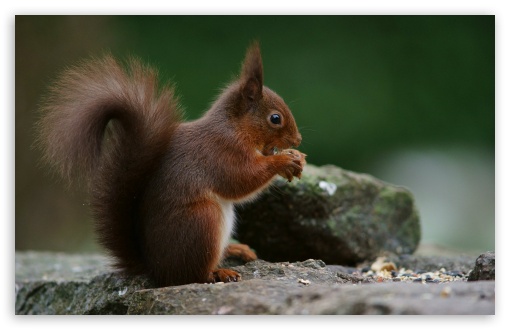 Peanut, Squirrel, Wildlife, Fluffy, Rodent, Rock, Bushy Tail, Eating UltraHD Wallpaper for UHD 16:9 ; HD 16:9 ; UltraWide 21:9 24:10 ; Widescreen 16:10 5:3 ; Fullscreen 4:3 5:4 3:2 ; Tablet 1:1 ;