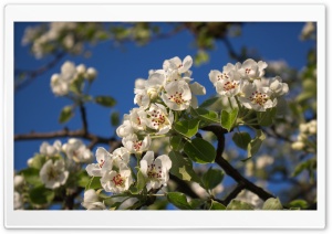 Pear Blossom Ultra HD Wallpaper for 4K UHD Widescreen desktop, tablet & smartphone