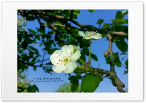 Pear Flower Ultra HD Wallpaper for 4K UHD Widescreen Desktop, Lockscreen, Screensaver, TV, Tablet, Smartphone